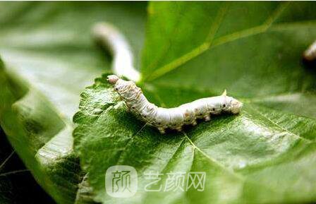 什么是臥蠶整形手術(shù)方法?